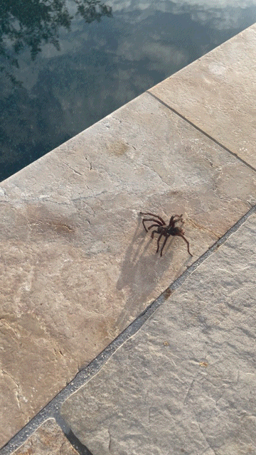 Jeff, the spider, goes back into the pool, reminding Cynthia Garcia about staying stuck in the same situations due to limiting beliefs, which may be why you are stuck.